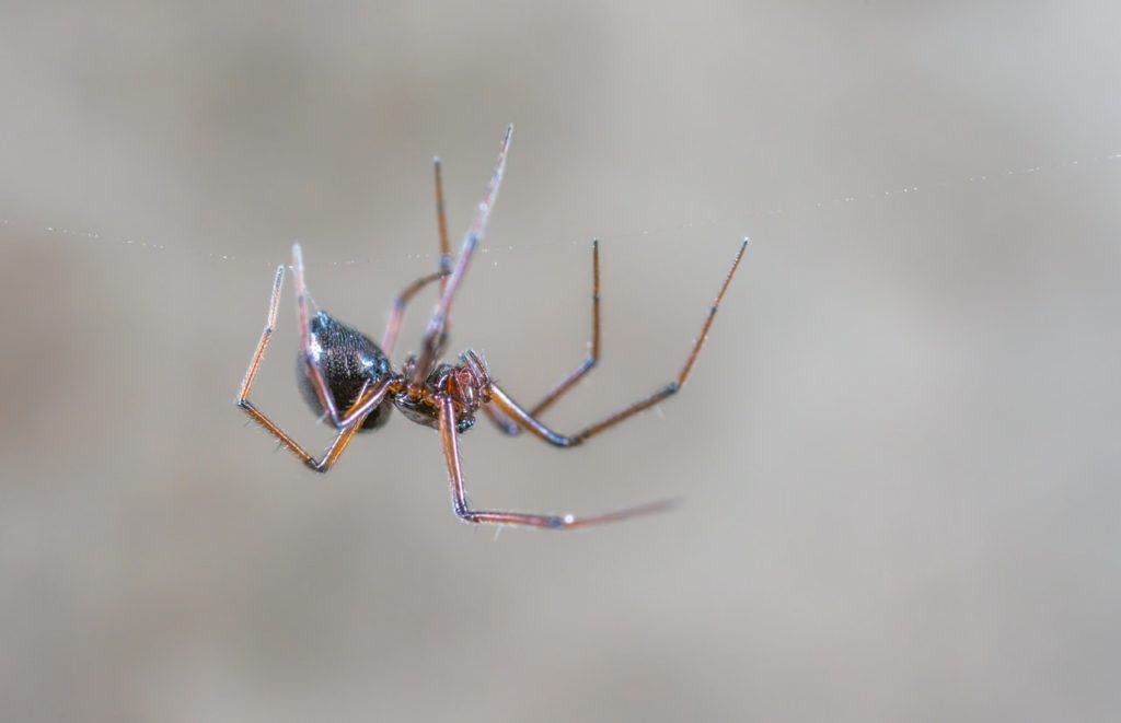 are-spiders-friendly-photo-of-spider