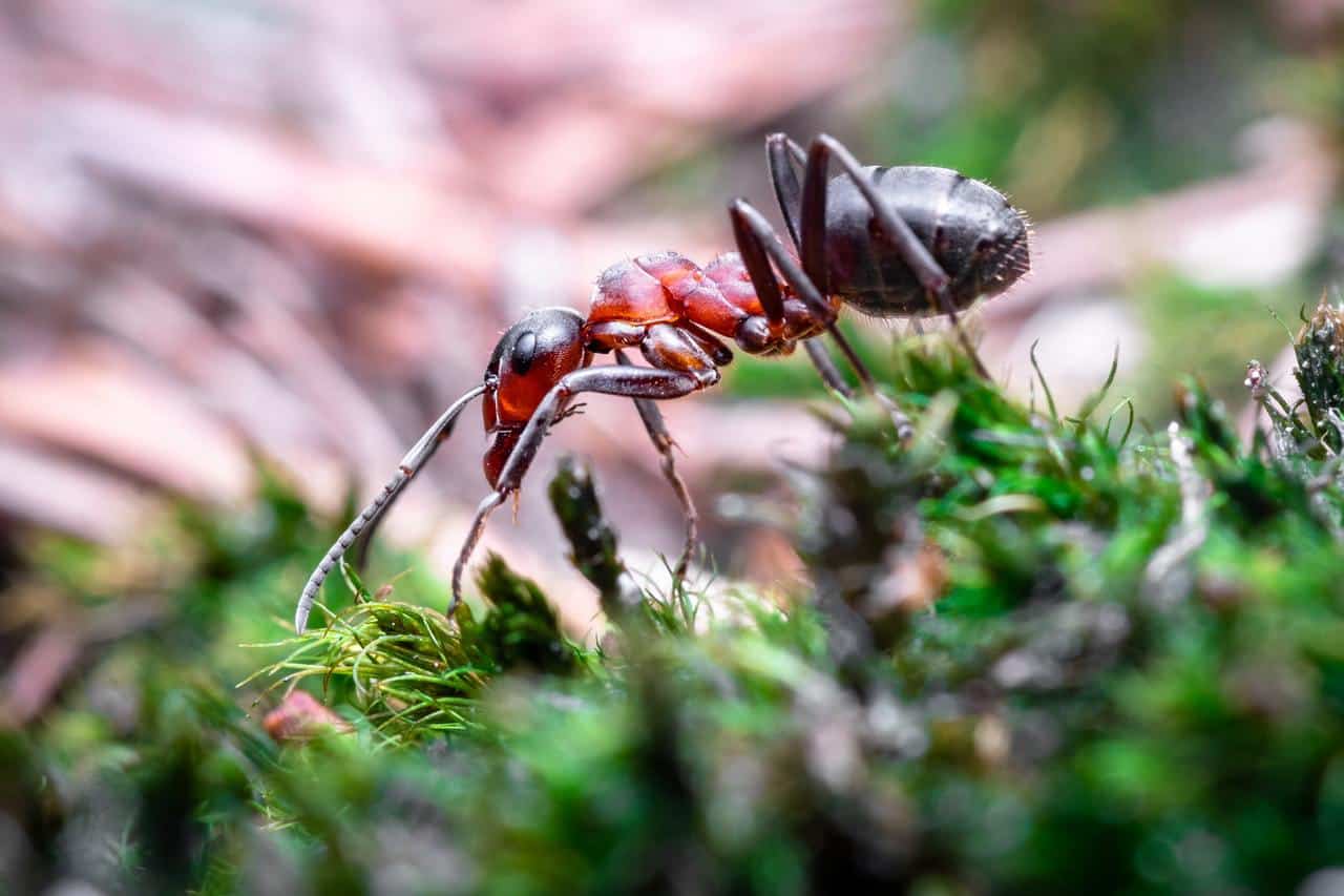 ants attracted to light