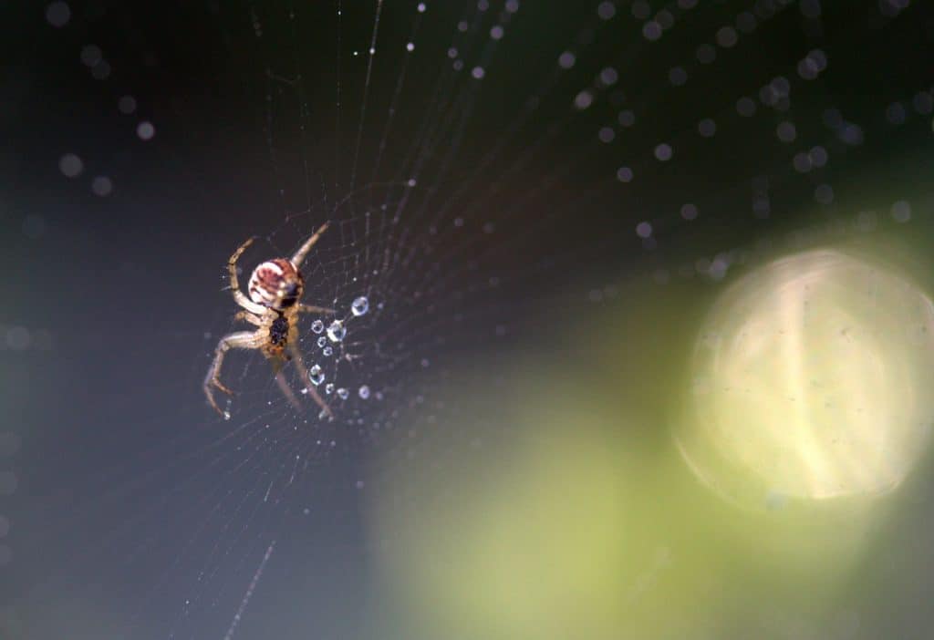 are-spiders-blind-thumbnail