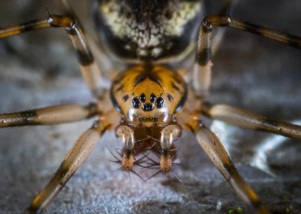are-there-any-spider-species-out-there-that-only-have-6-legs-thumbnail
