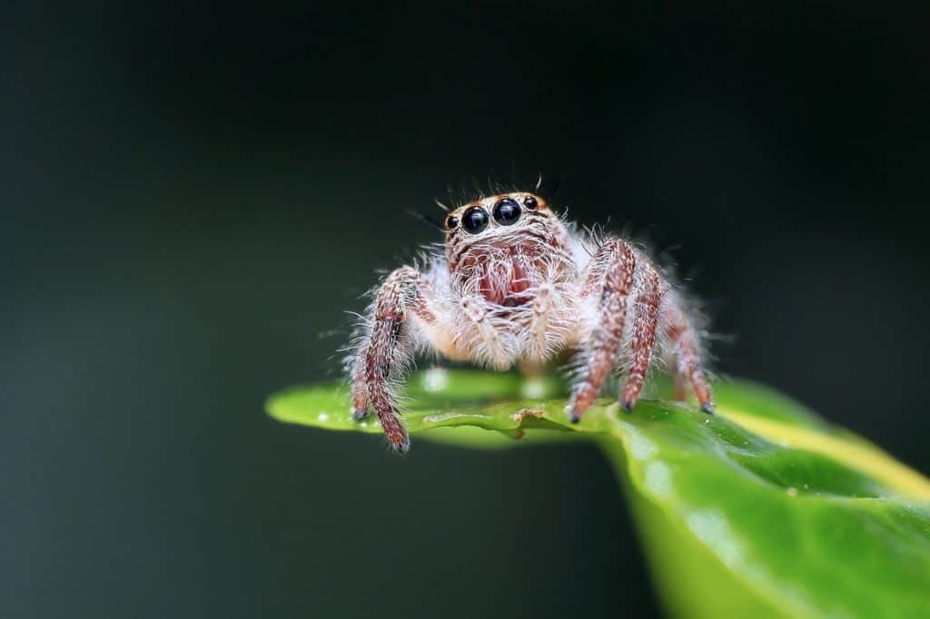 are-there-any-spider-species-out-there-that-only-have-6-legs-white-spider