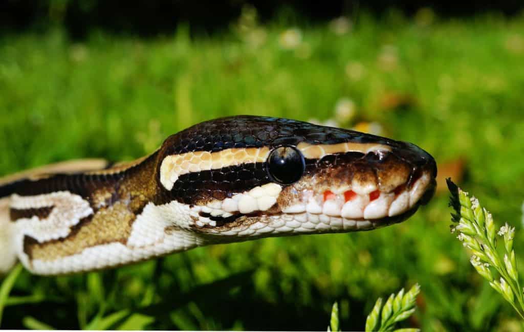 can-i-let-my-pet-ball-python-play-outside-thumbnail
