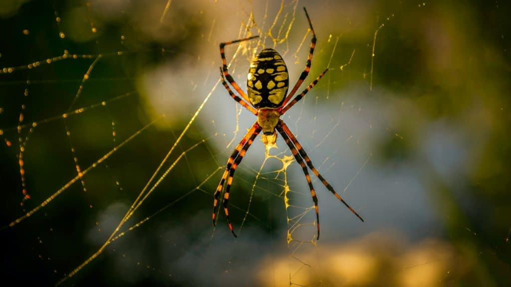 can-spiders-starve-to-death-spider-on-web
