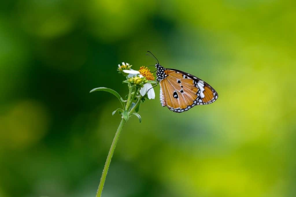 do-butterflies-fart-butterfly-on-flower