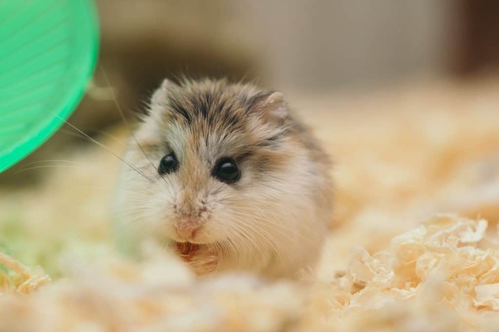hamsters-and-loud-sounds-all-your-questions-answered-hamster-2
