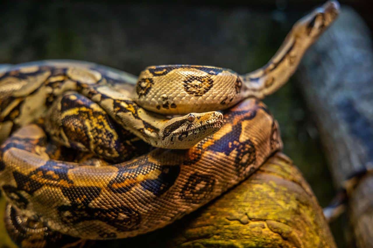 how-can-you-tell-if-a-snake-is-hungry-explained-in-depth