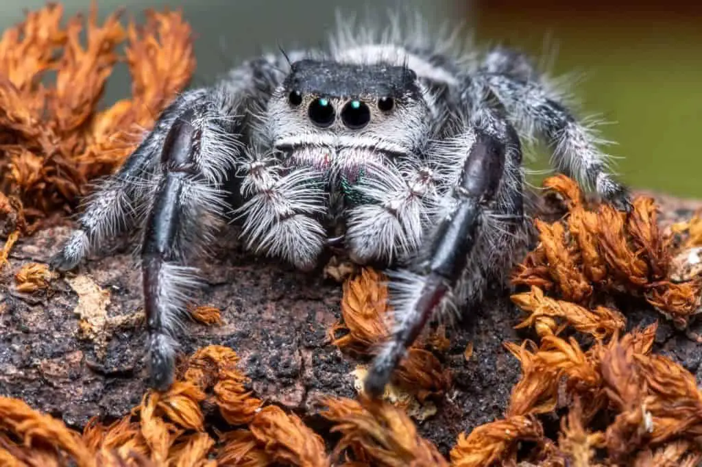 how-do-you-know-if-a-spider-is-dying-jumping-spider