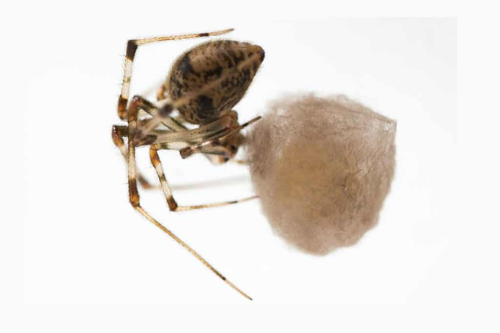 how-do-you-know-if-a-spider-is-pregnant-egg-sac