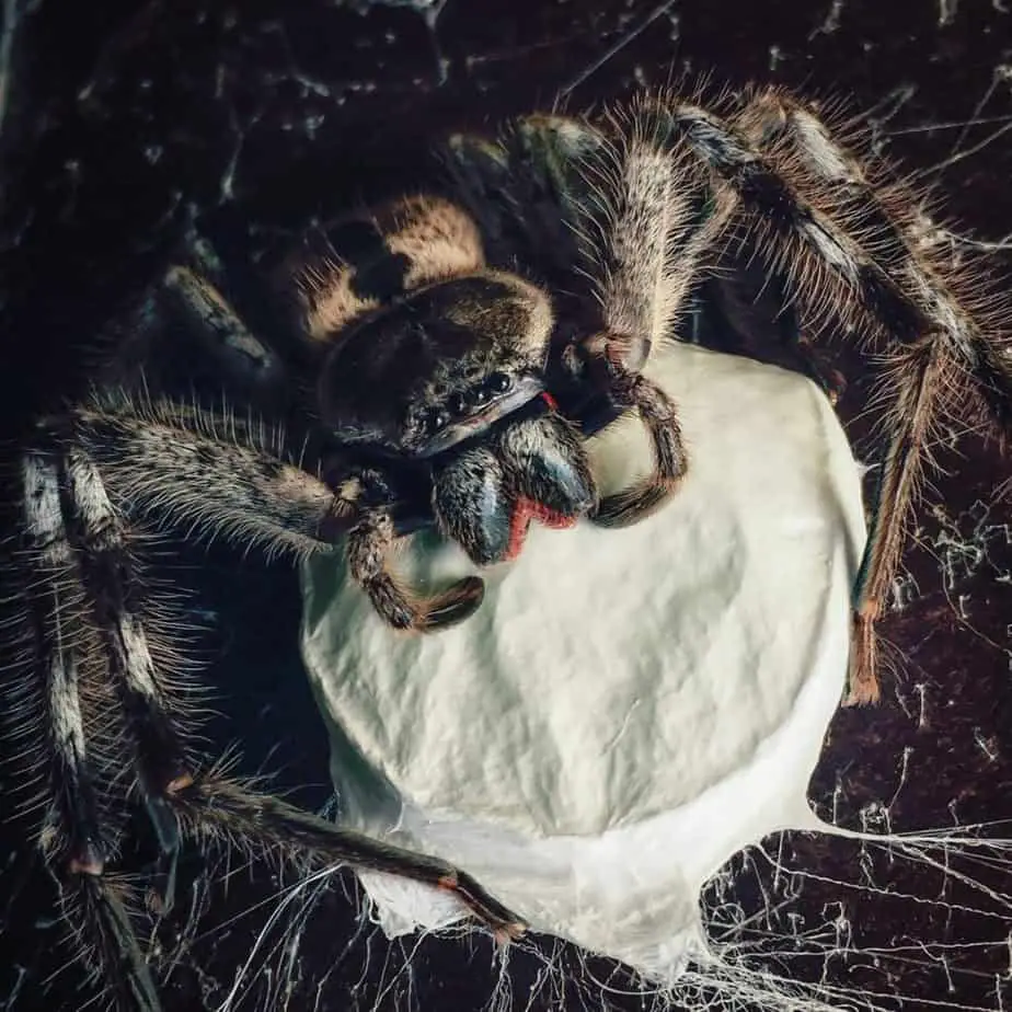 how-do-you-know-if-a-spider-is-pregnant-egg-sac-2