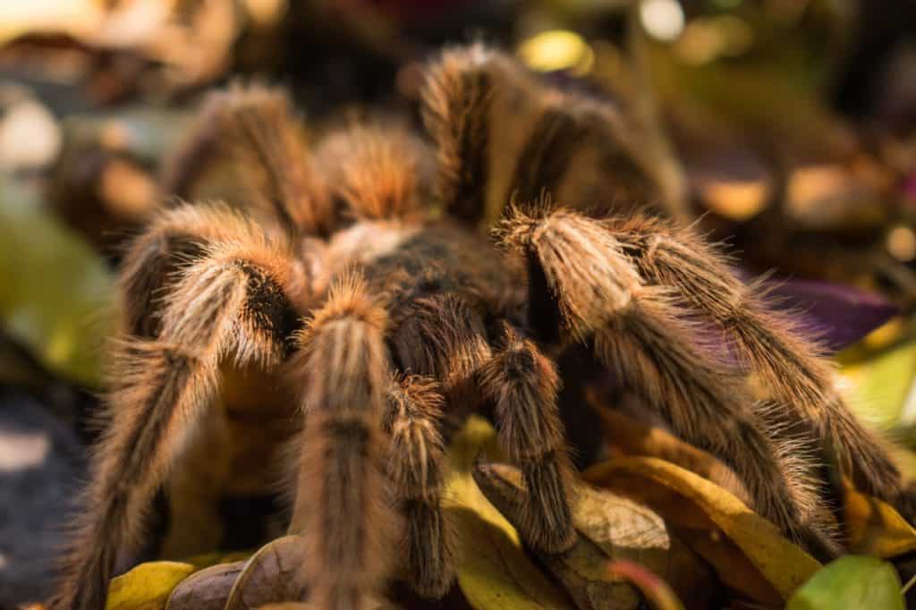how-much-heat-can-a-spider-handle-tarantula