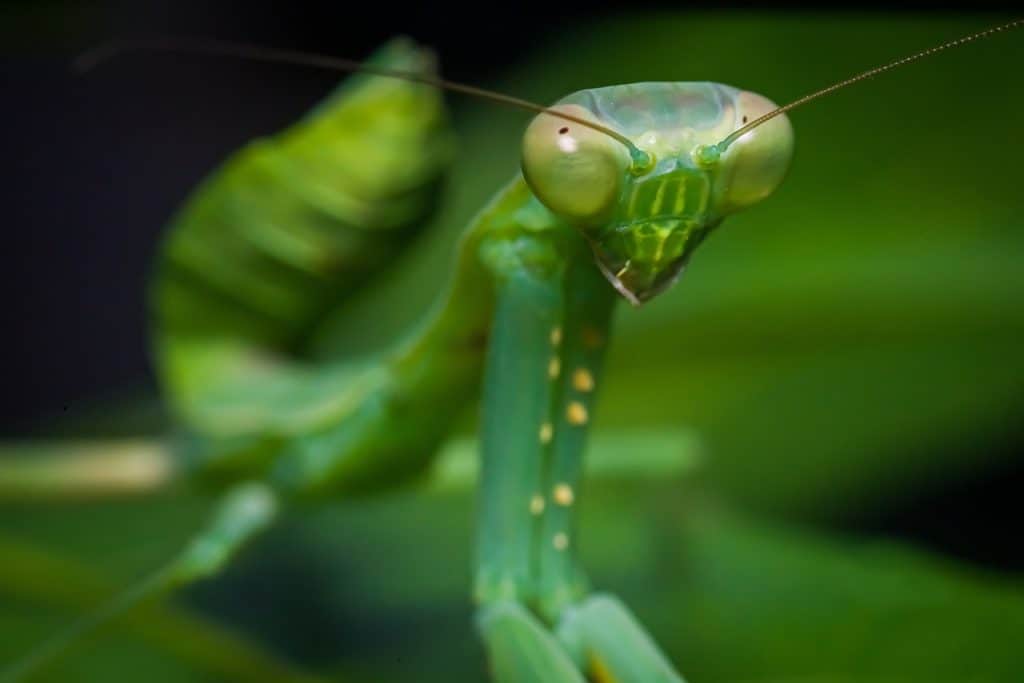in-what-ways-can-praying-mantises-die-praying-mantis