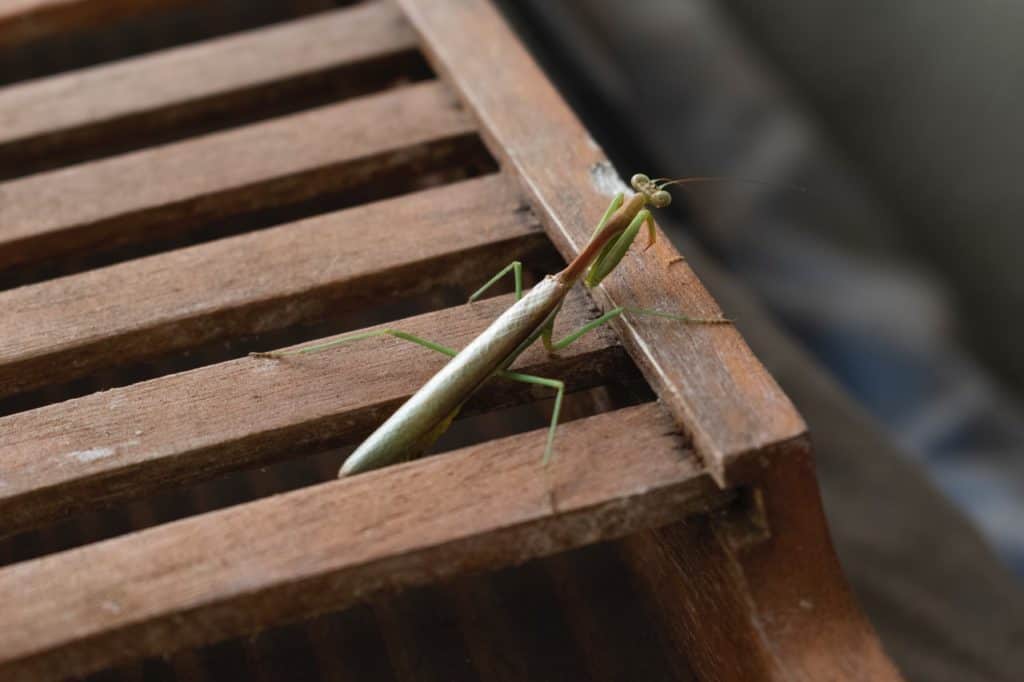 in-what-ways-can-praying-mantises-die-praying-mantis-2