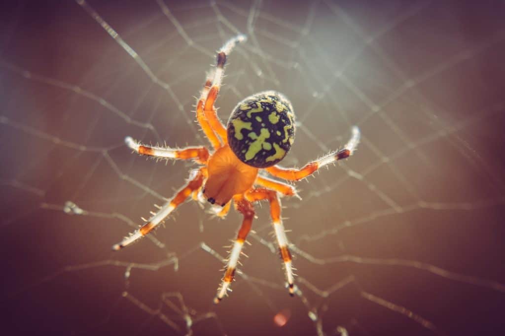 in-what-ways-can-spiders-die-fright