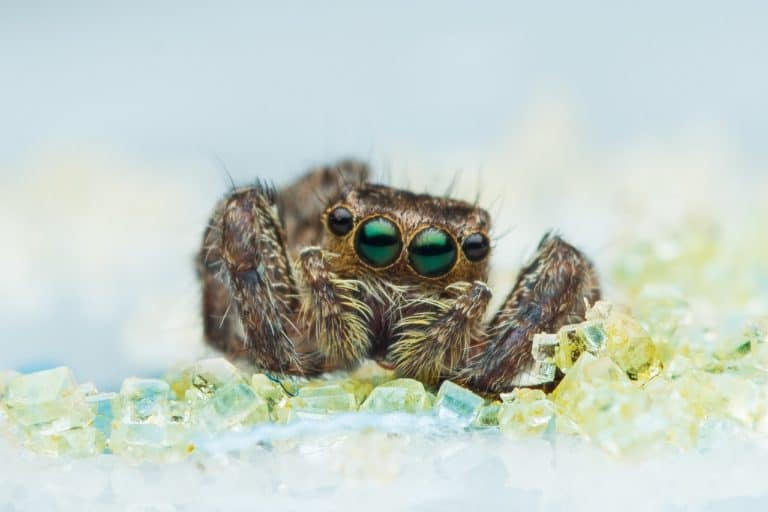 What Do Spiders Smell Like? (Everything You Need To Know)