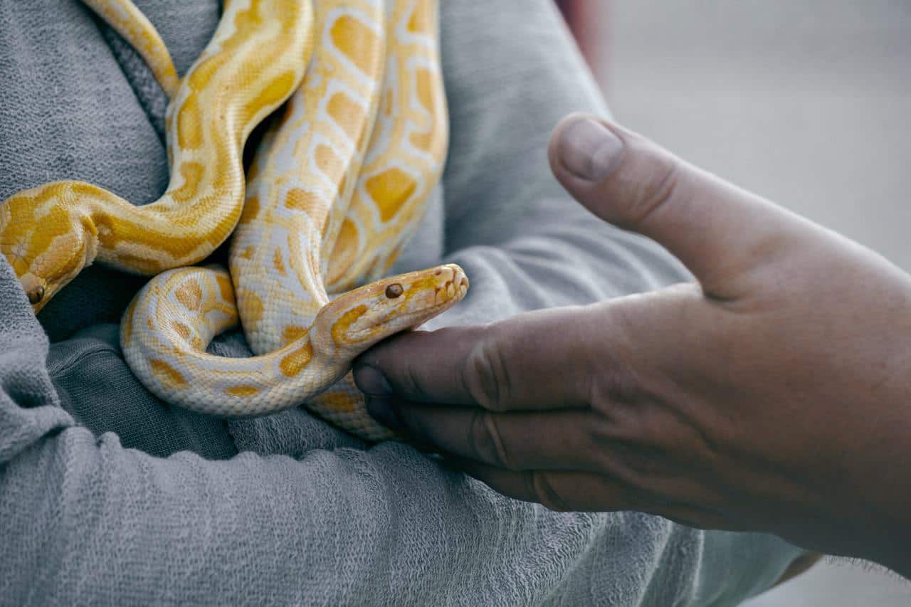 Does Touching Snake Venom Kill You