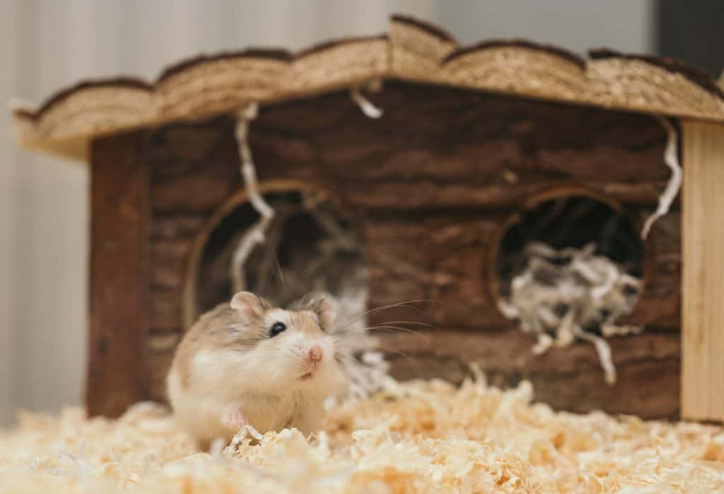 what-glue-is-safe-for-hamsters-thumbnail