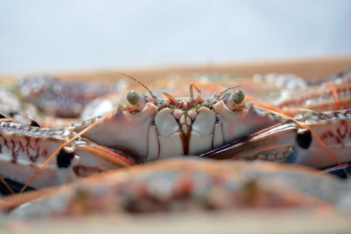 rustic-chunky-cooked-crab-meat-stock-image-image-of-crab-rustic