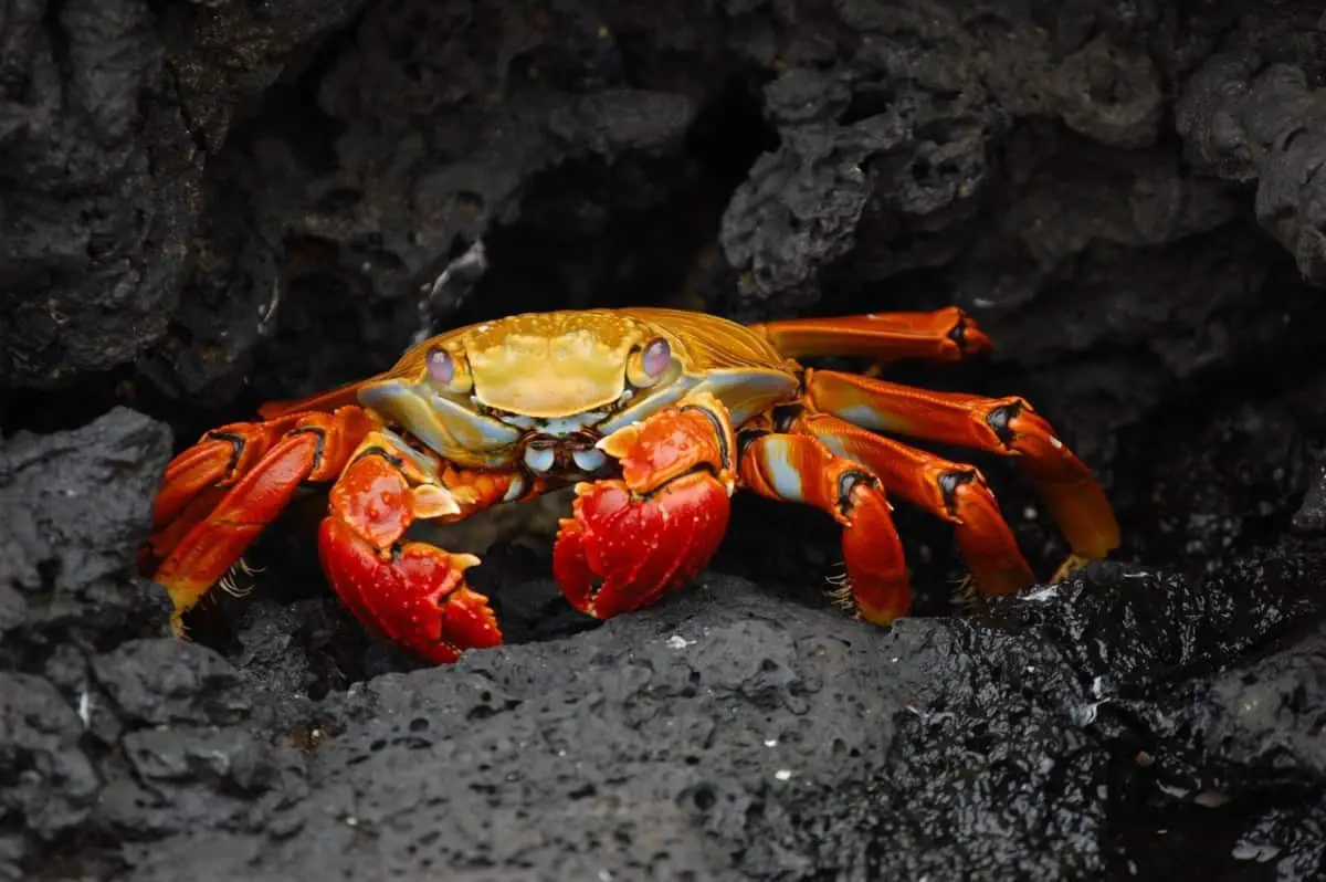 What Does Blue Crab Meat Taste Like