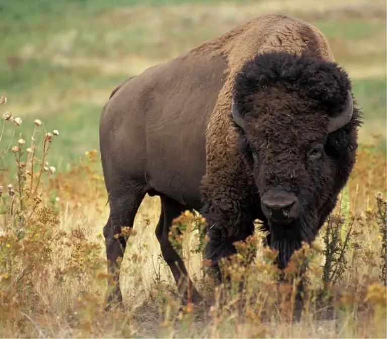 what-does-buffalo-taste-like-foods-guy