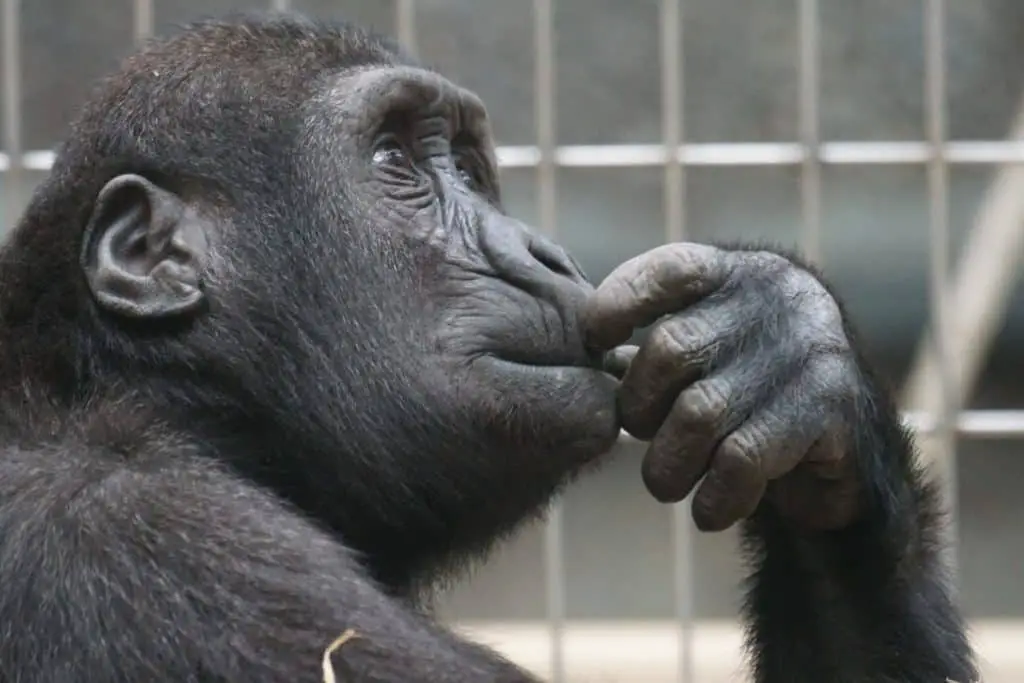 what-does-monkey-meat-taste-like-chimpanzee-photo-1