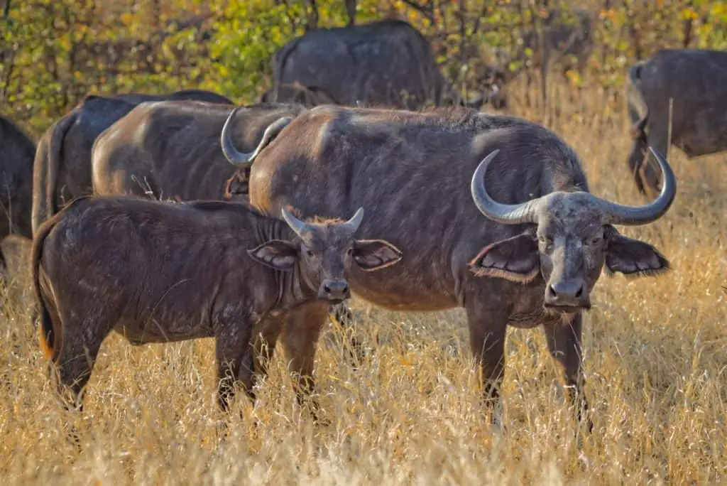 are-buffaloes-friendly-animals-buffalo-photo-1