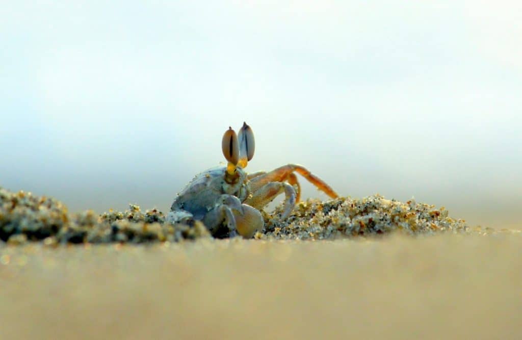 are-crabs-fish-reptiles-or-amphibians-crab-photo-1