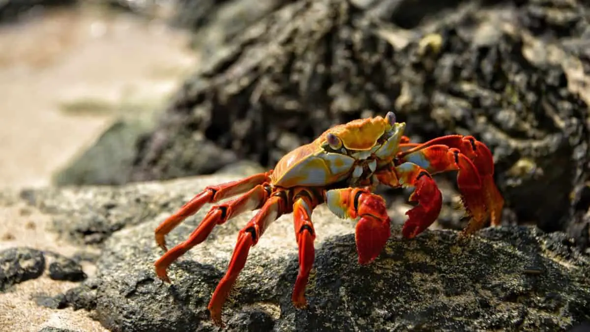 Are Crabs Fish, Reptiles, Or Amphibians? (Explained In-Depth)