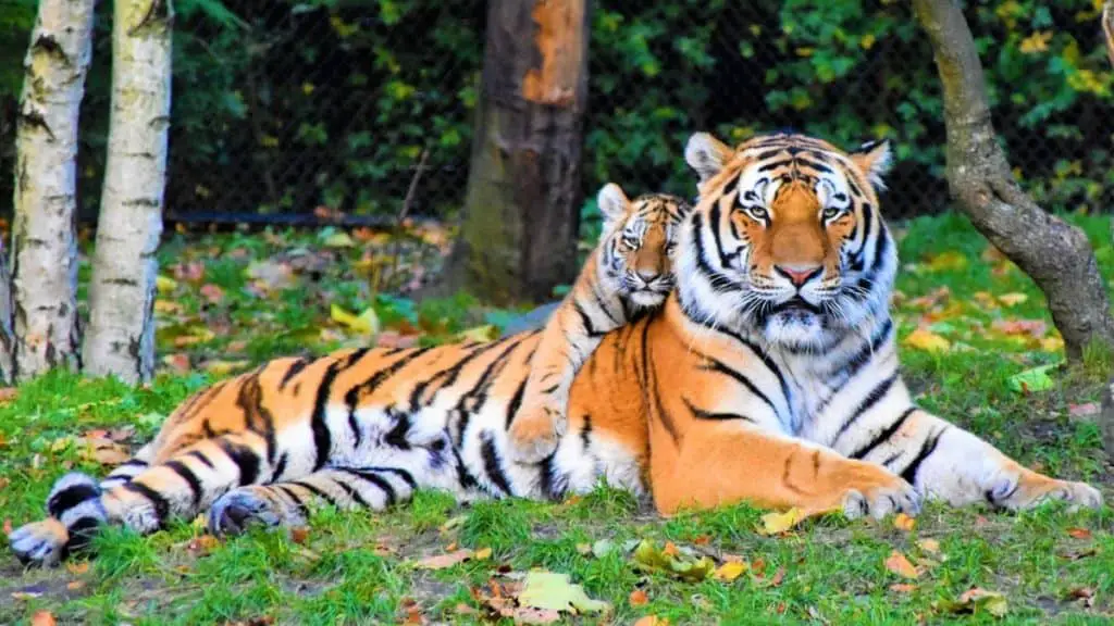 are-tigers-friendly-animals-thumbnail