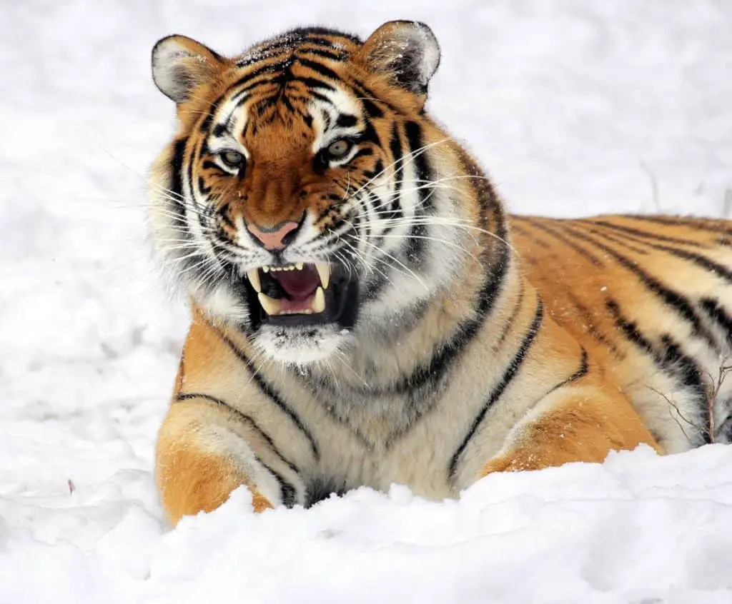 are-tigers-friendly-animals-tiger-photo-1