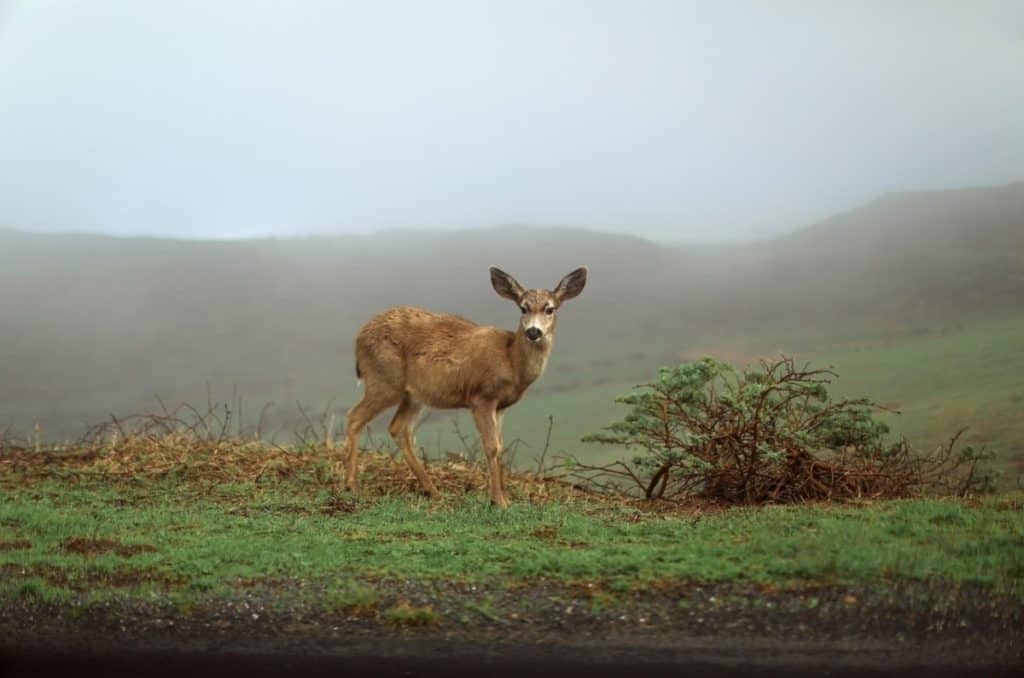 are-deer-herbivores-carnivores-or-omnivores-deer-photo-2
