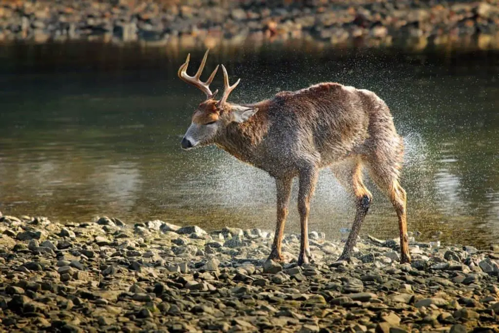 are-deer-herbivores-carnivores-or-omnivores-thumbnail