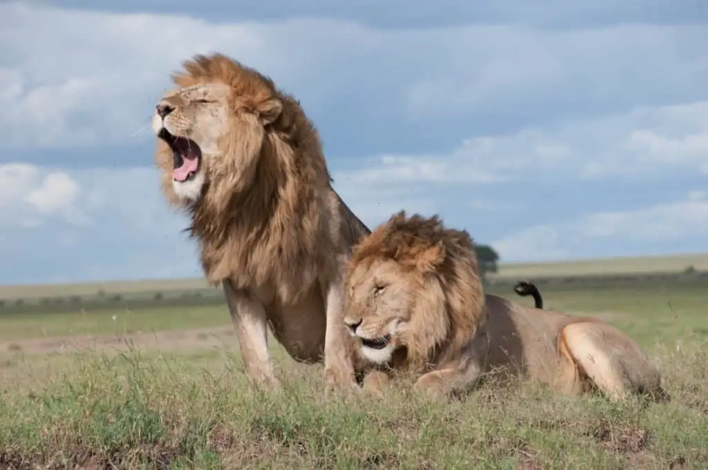 are-lions-good-or-evil-animals-lion-photo-1