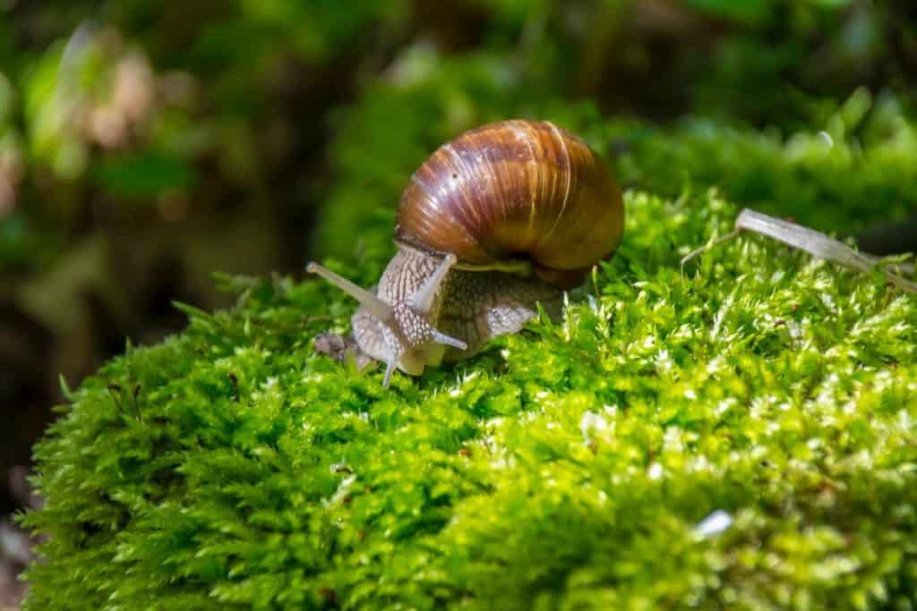 do-snails-poop-snail-photo-1