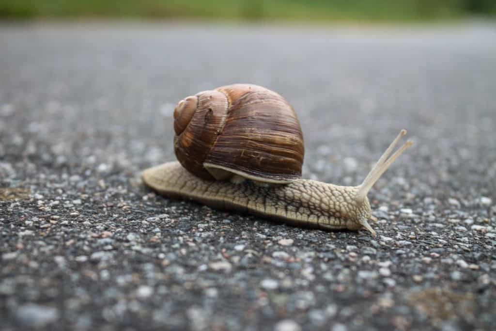 do-snails-poop-thumbnail