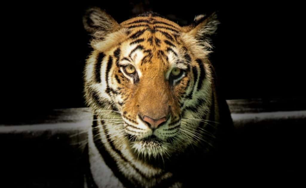 are-tigers-aggressive-thumbnail