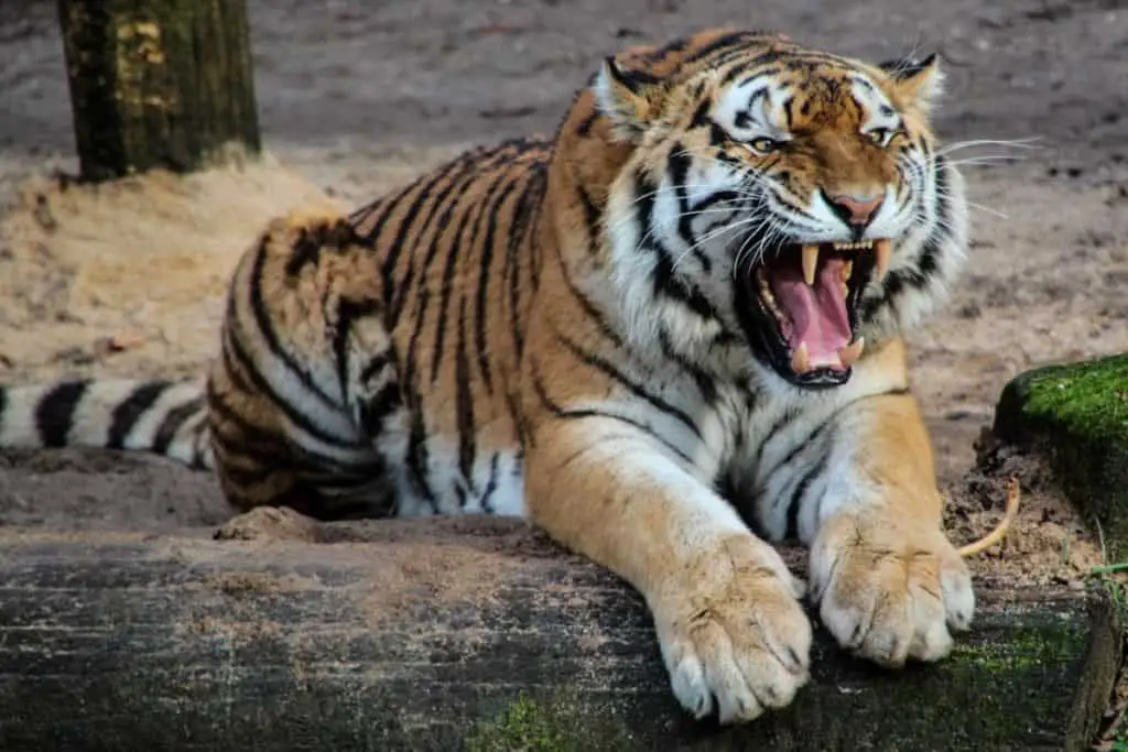 are-tigers-aggressive-tiger-photo-1