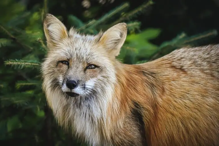 what-do-foxes-smell-like-and-how-you-get-rid-of-a-fox-scent