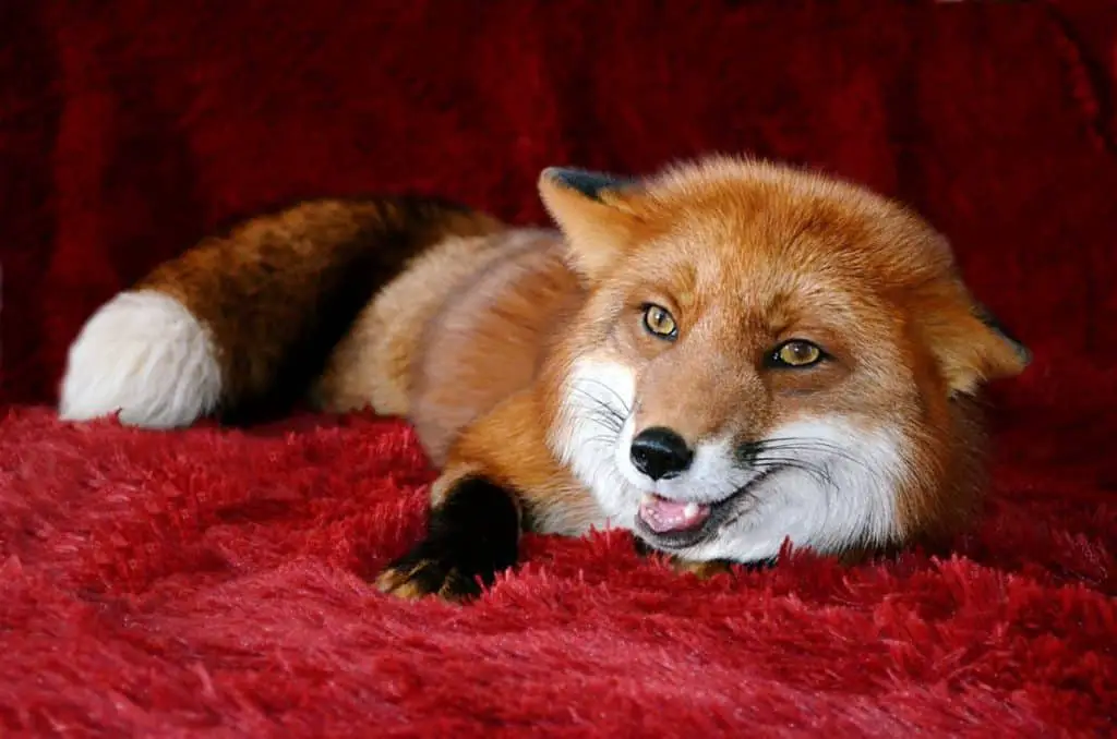 what-do-foxes-smell-like-fox-photo-2