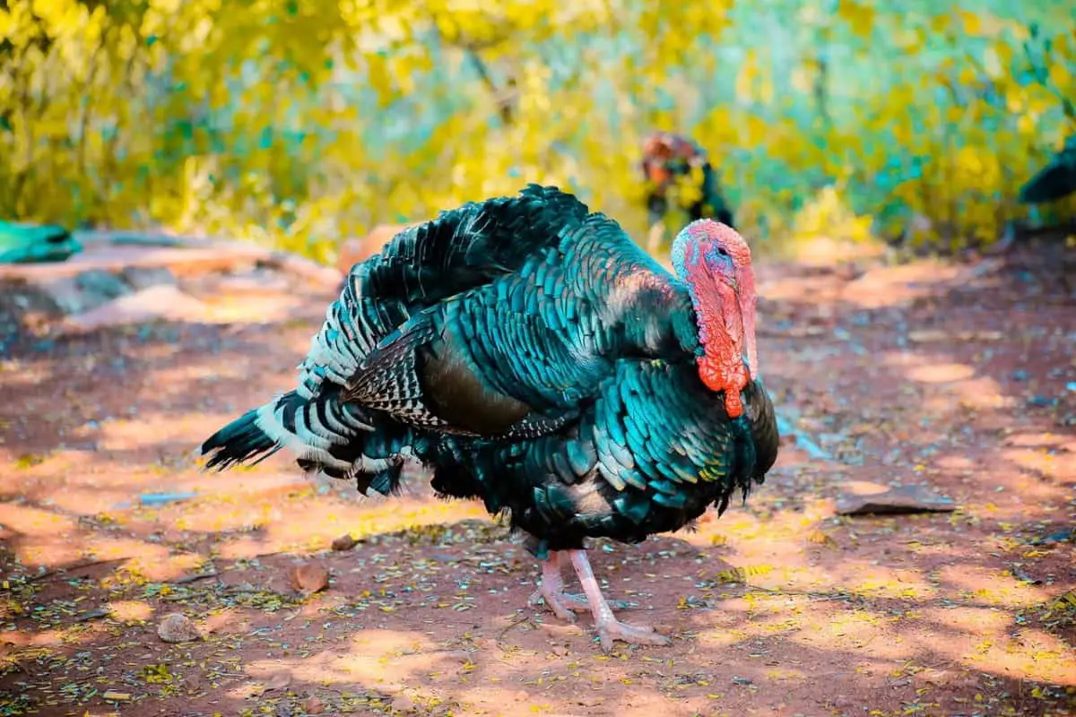 what-does-turkey-meat-smell-like-explained-in-depth