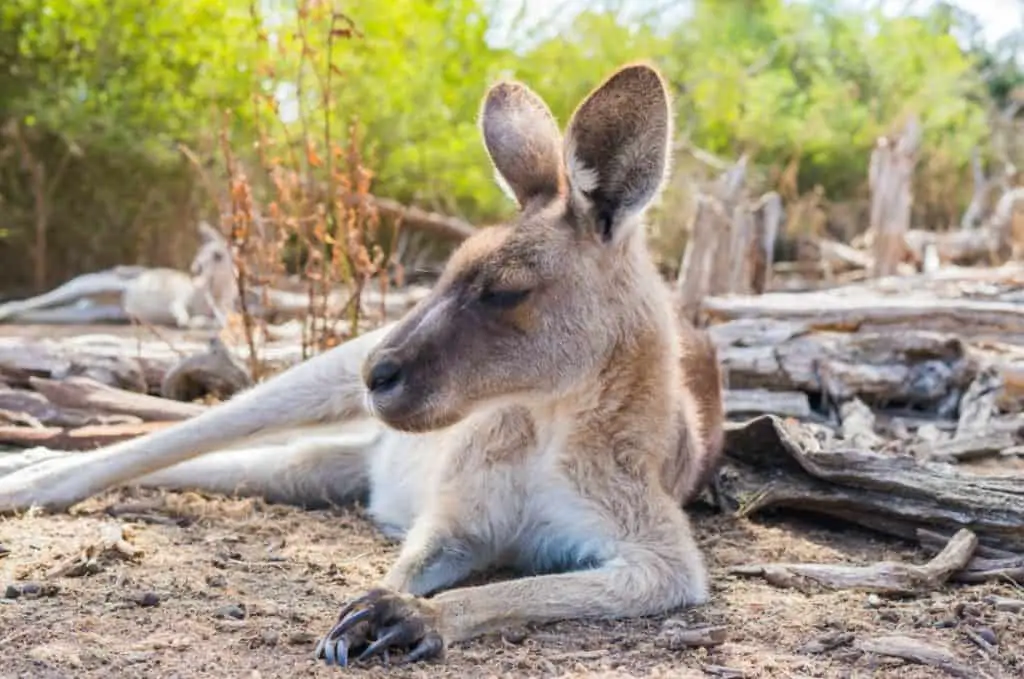 are-deer-related-to-kangaroos-thumbnail
