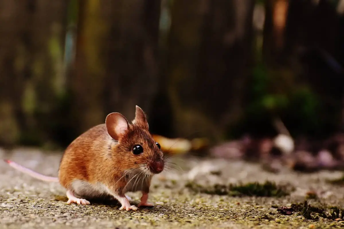 Are Mice Omnivores, Herbivores, Or Carnivores?