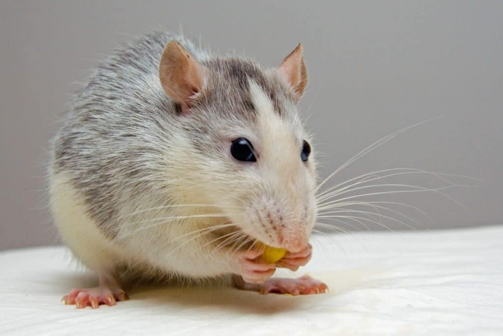 are-mice-omnivores-herbivores-or-carnivores-thumbnail