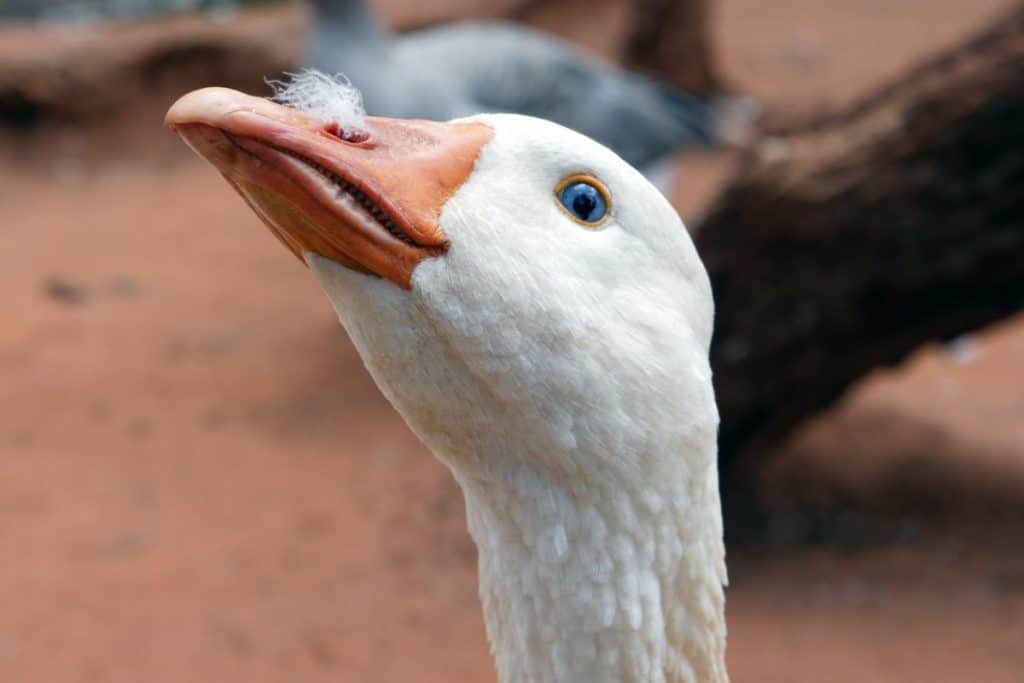 what-does-goose-meat-taste-like-goose-photo-2