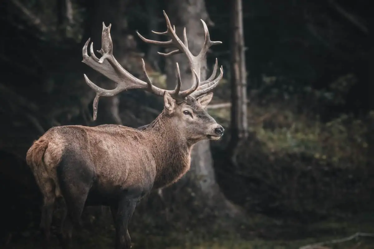 What Does Moose Meat Taste Like Explained In Depth 