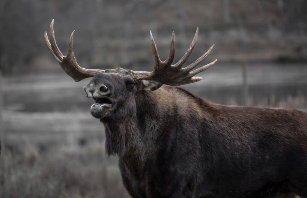 What Does Moose Tongue Taste Like