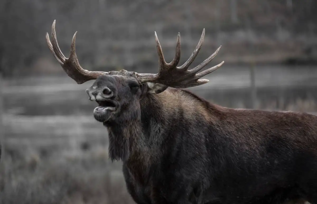 what-does-moose-meat-taste-like-explained-in-depth