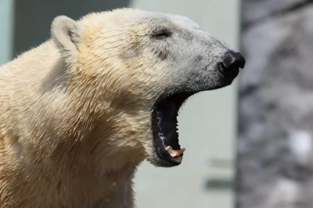 are-bears-omnivores-herbivores-or-carnivores-bear-photo-2