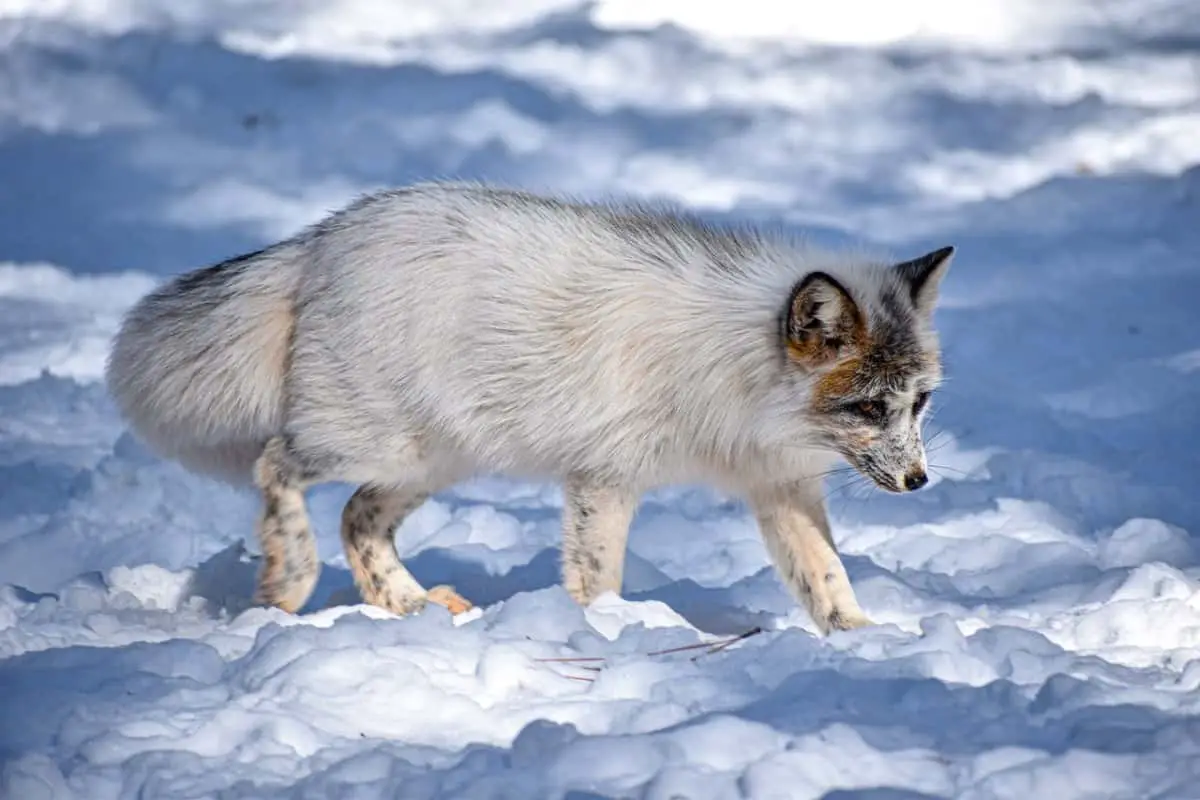 Are Foxes Omnivores, Herbivores, Or Carnivores?