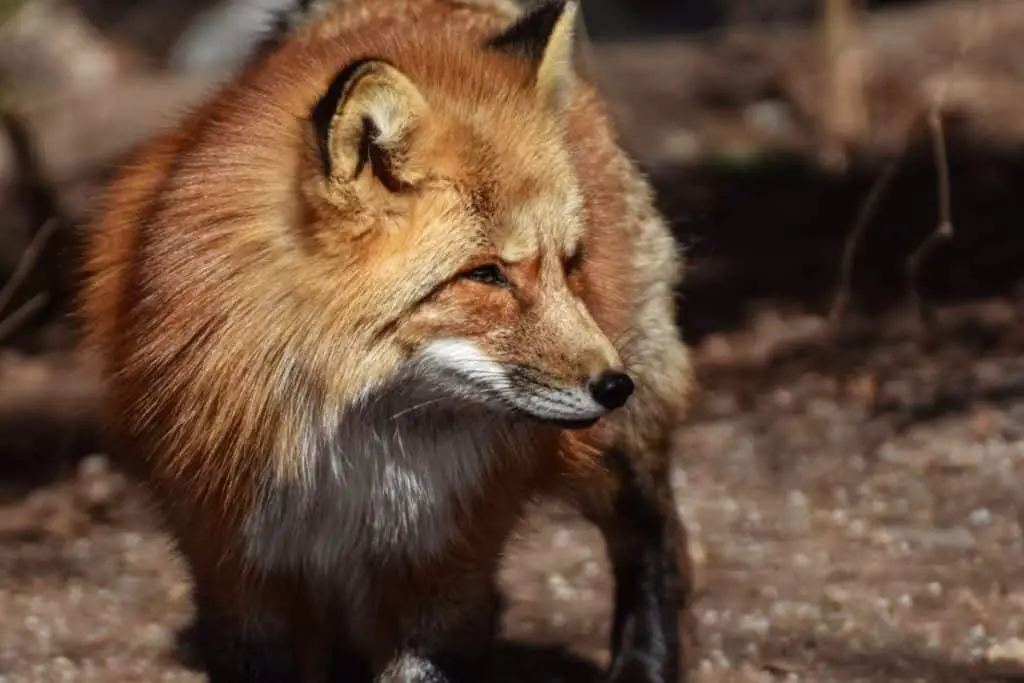 are-foxes-omnivores-herbivores-or-carnivores-fox-photo-2