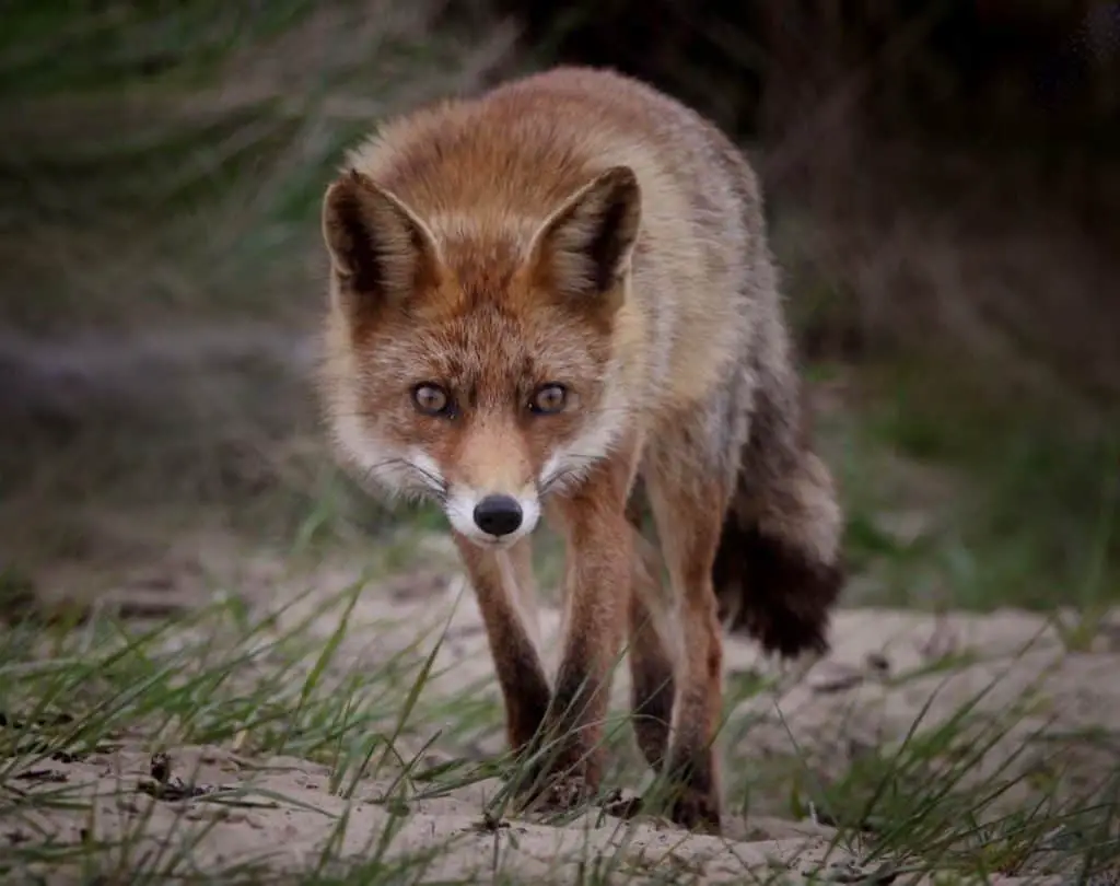 are-foxes-omnivores-herbivores-or-carnivores-thumbnail